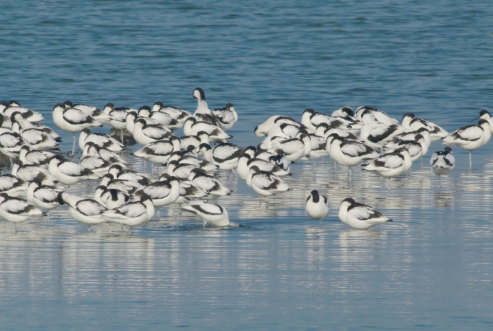 Avocets on water.jpg